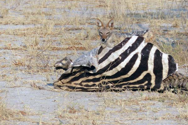 Wild dogs behind a zebra carcass.