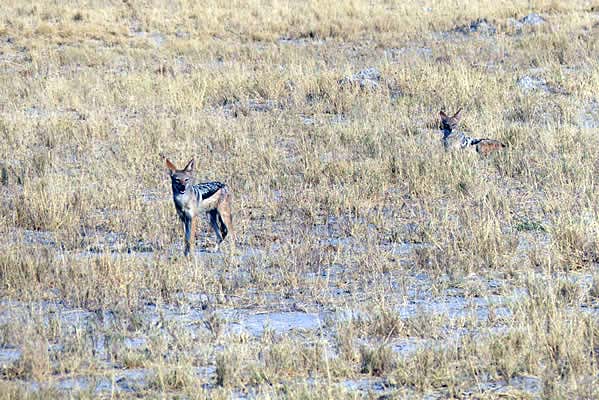 A wild dog on the savanna.