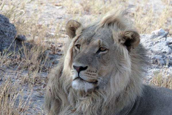 A golden lion on safari.