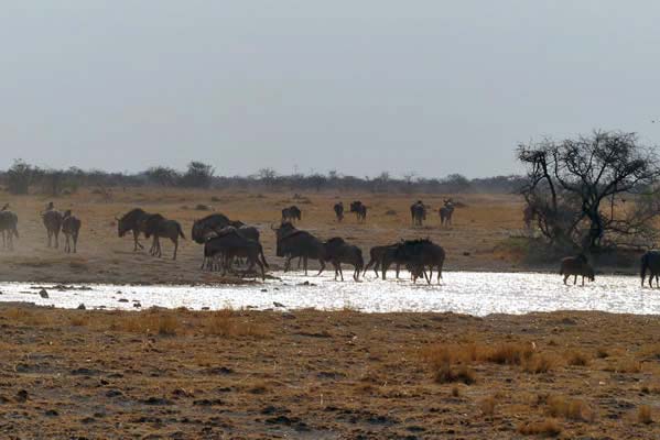 Wildebeast at watering hole.