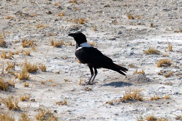 African collared crow.