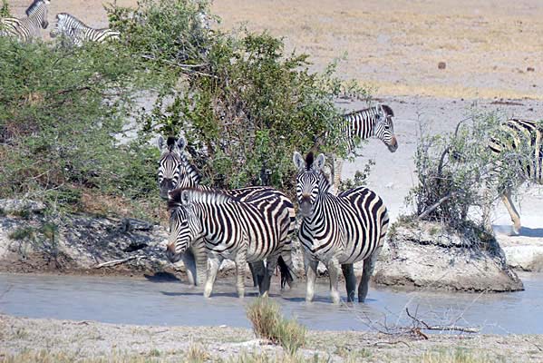 Herd of zebra at the watering hole.