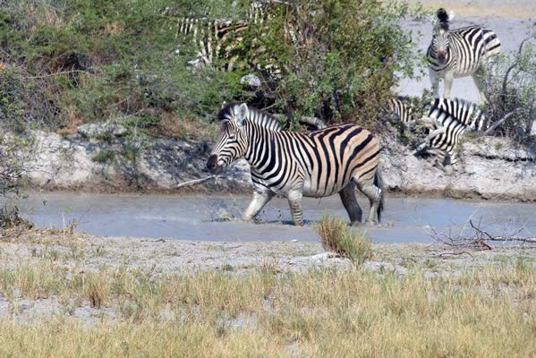 Zebra at a watering hole.