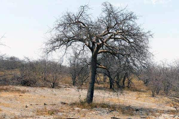 Dried trees on the savanna.