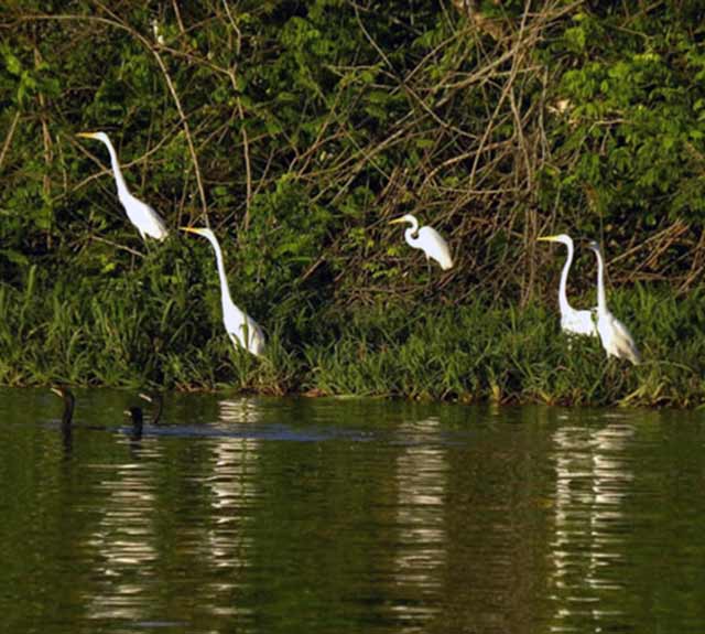 Great egrets in water and on the bank of the river.