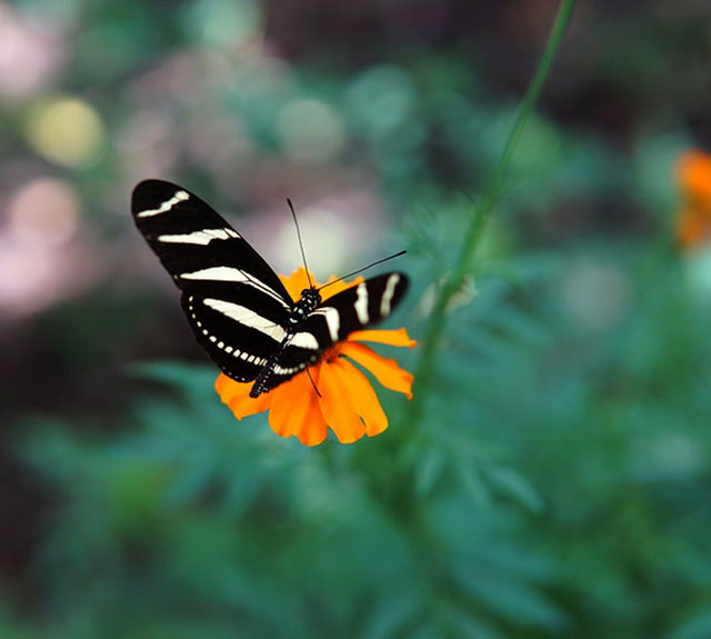 Black and white butterfly landing on an orange flower.