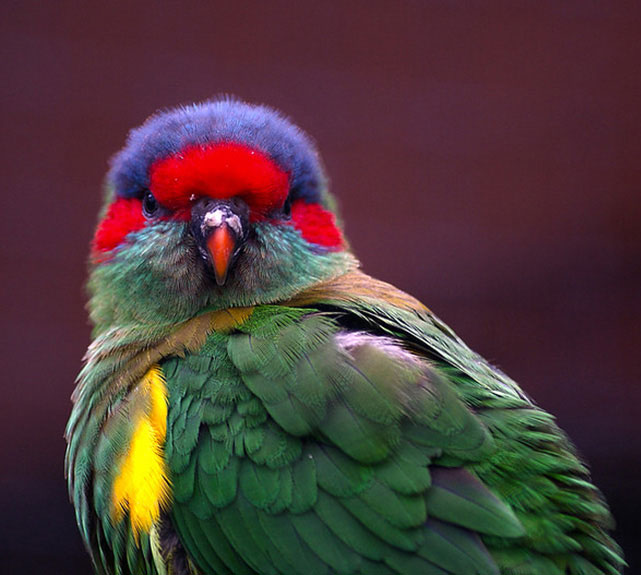 Colorful Musk Lorikeet Bird