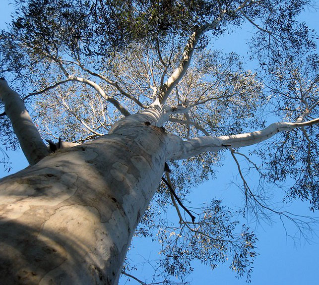 Ylang-yiang Tree