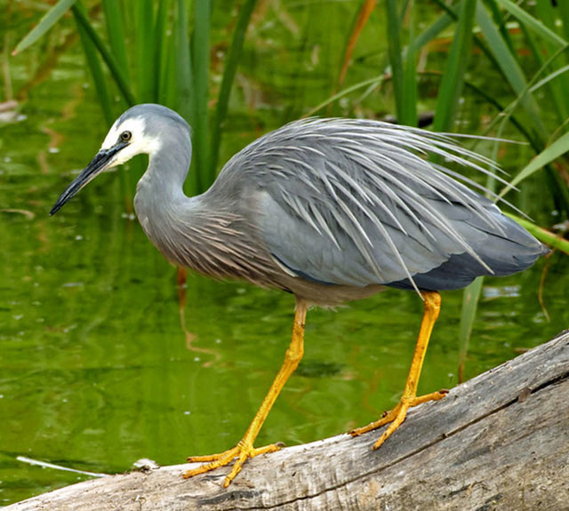 White Faced Heron