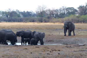 The Savuti Pan in 2016 with elephants gathering at a water hole