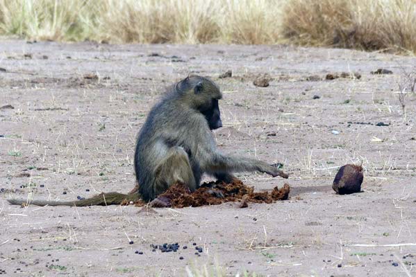 Monkey playing in dirt.