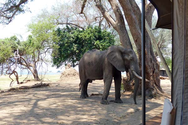 Large elephant in camp.