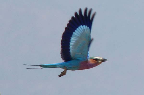 Lilac breasted Roller in flight, a small bird.
                      