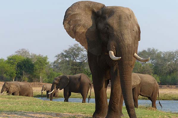 A herd of African elephants at a watering hole.
                      