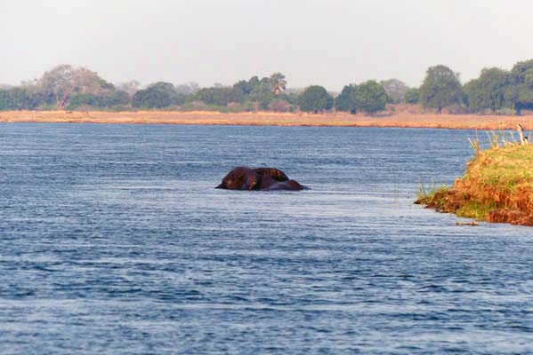 Elephant swimming in water.