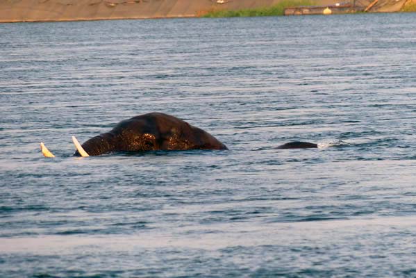 An elephant swimming in water with tusks protruding out of the water.