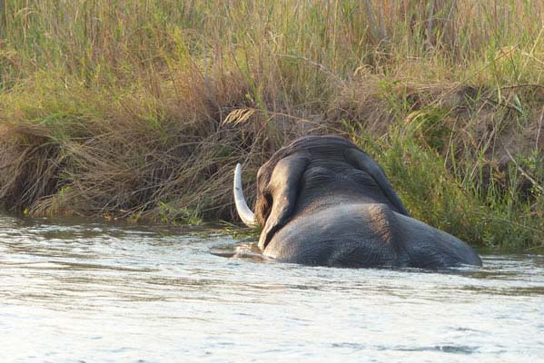 A large African elephant in water.