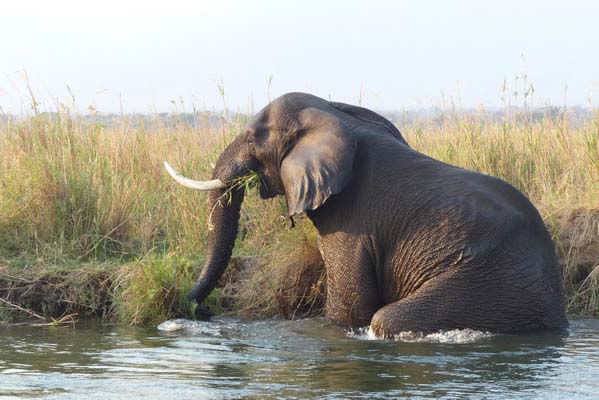 A large African elephant bathing.