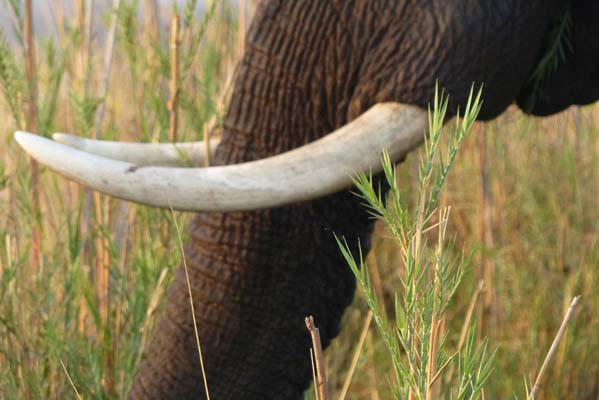 A closeup of an African elephant's ivory tusks. 