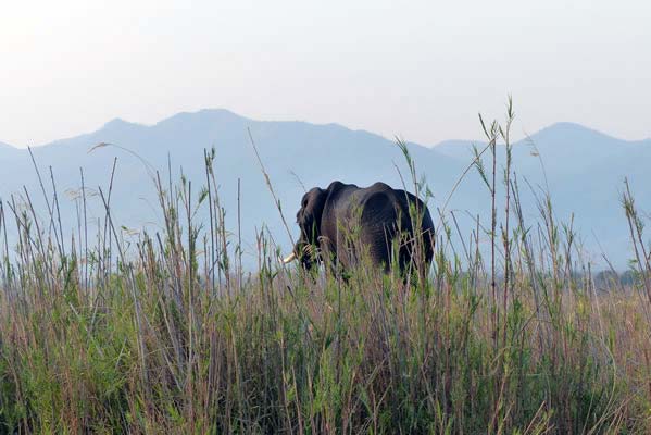 An old solitary elephant walking in the grassland.