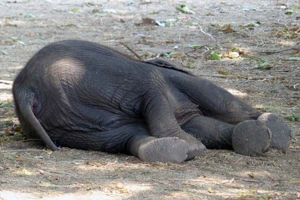 Sleeping elephant.