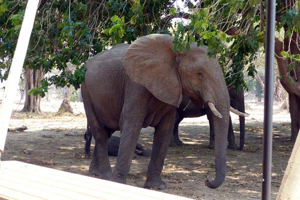 Herd of elephants from the Safari vehicle. 