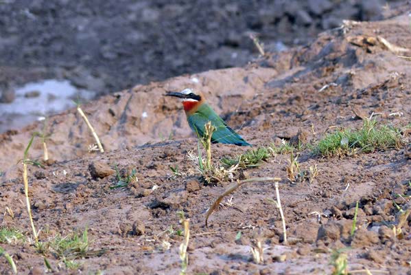 White-fronted Bee-eater, a colorful small bird at Ruckomechi Camp.