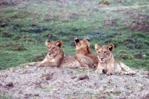 A small group of baby lions resting on a stone. 