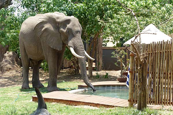 An African elephant drinking water from the camp's.