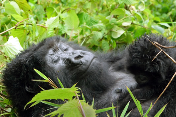 A young gorilla sleeping peacefully.