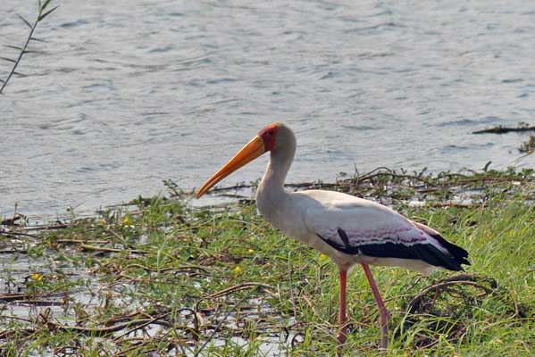 A yellow billed stork standing in the marshes around the Safari Camp. 