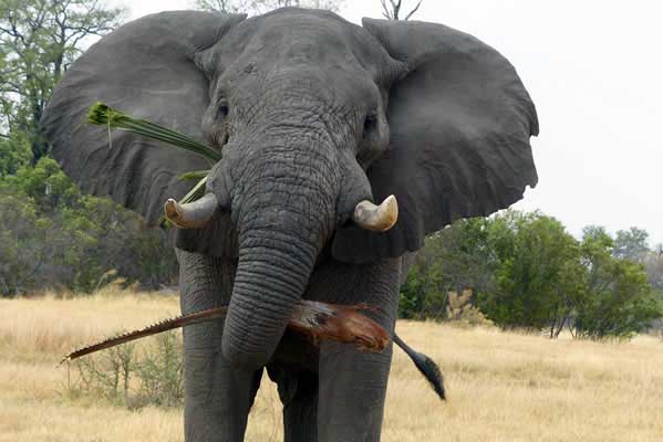 A huge grey African elephant with ears wide and eyes focused.