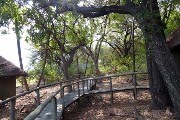 The walkway to the tent cabins, with a beautiful tree along the way.