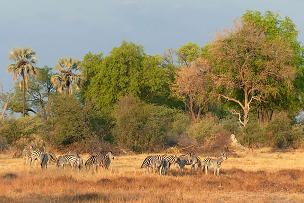 The late afternoon sun on the Savanna, with a herd of zebra. 