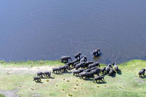 Aerial view of a large herd of African elephants.