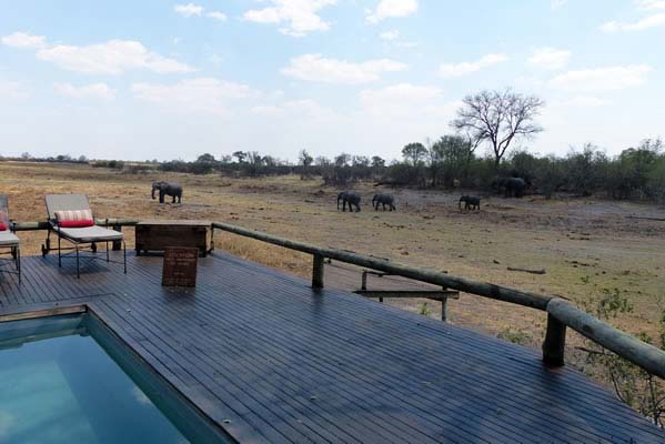 TThe guest swimming pool with elephants in the distance.