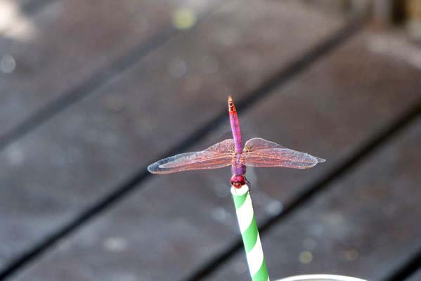 A dragonfly drinking from a straw.