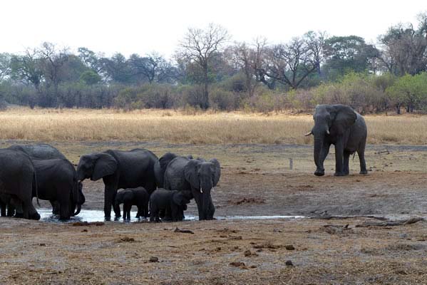 Elephants gathering for water.