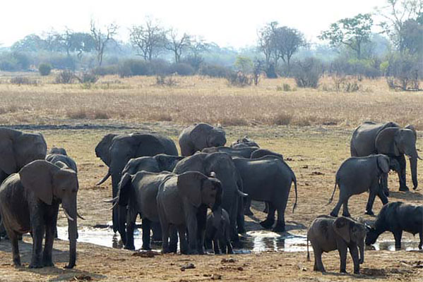 Elephants in a herd gathered around the waterhole.