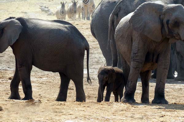 A baby elephant with its mother and pack.