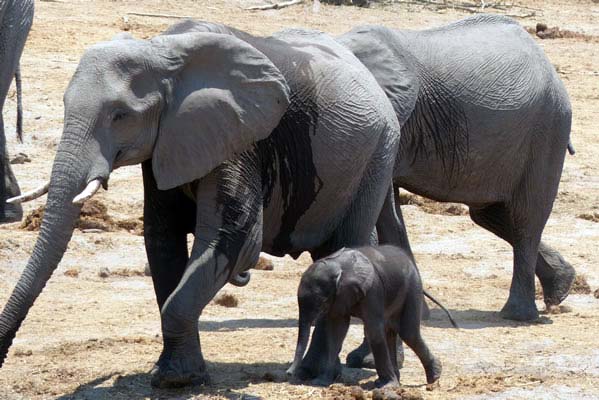 An elephant herd with a proud mother and calf.