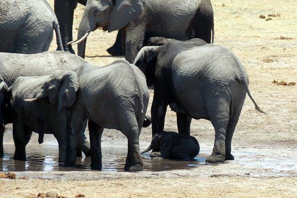 A newborn baby elephant bathing with its family.