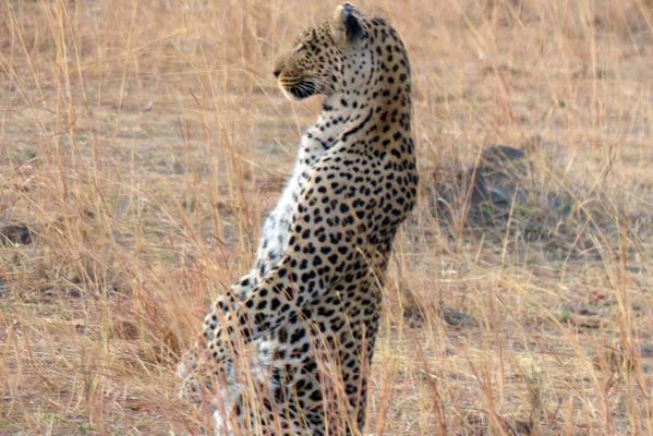 An African leopard in the grasslands.