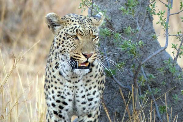 A large African leopard next to a tree.