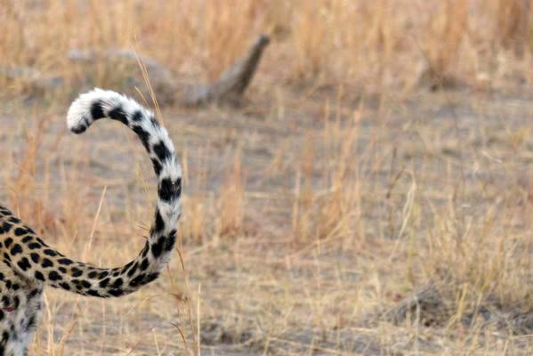 The tail of an African leopard.