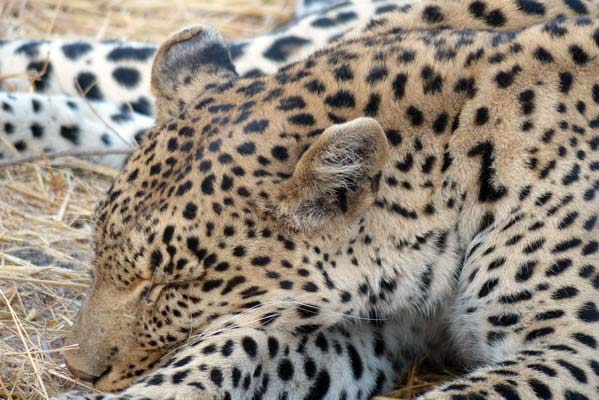 A sleeping leopard with her family in the distance.