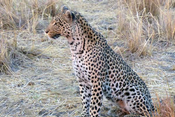 A leopard sitting up and gazing its surroundings in the savanna grasses.