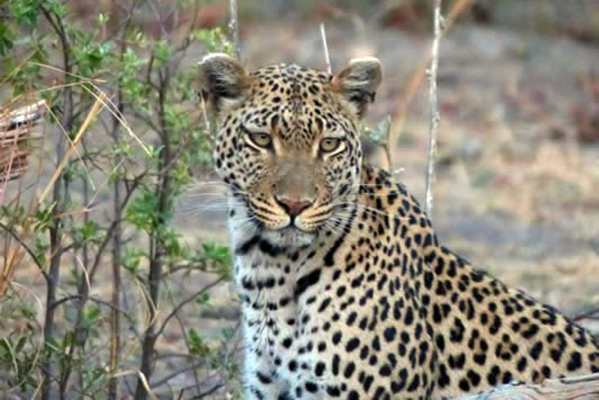 A handsome African leopard sitting up in the savanna.