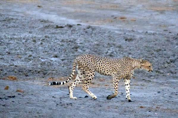 A cheetah on the prowl.