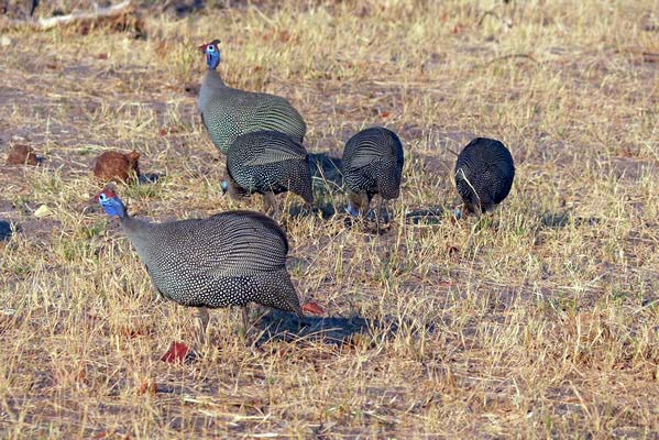 Helmeted Guineafowl in the savanna grasses.